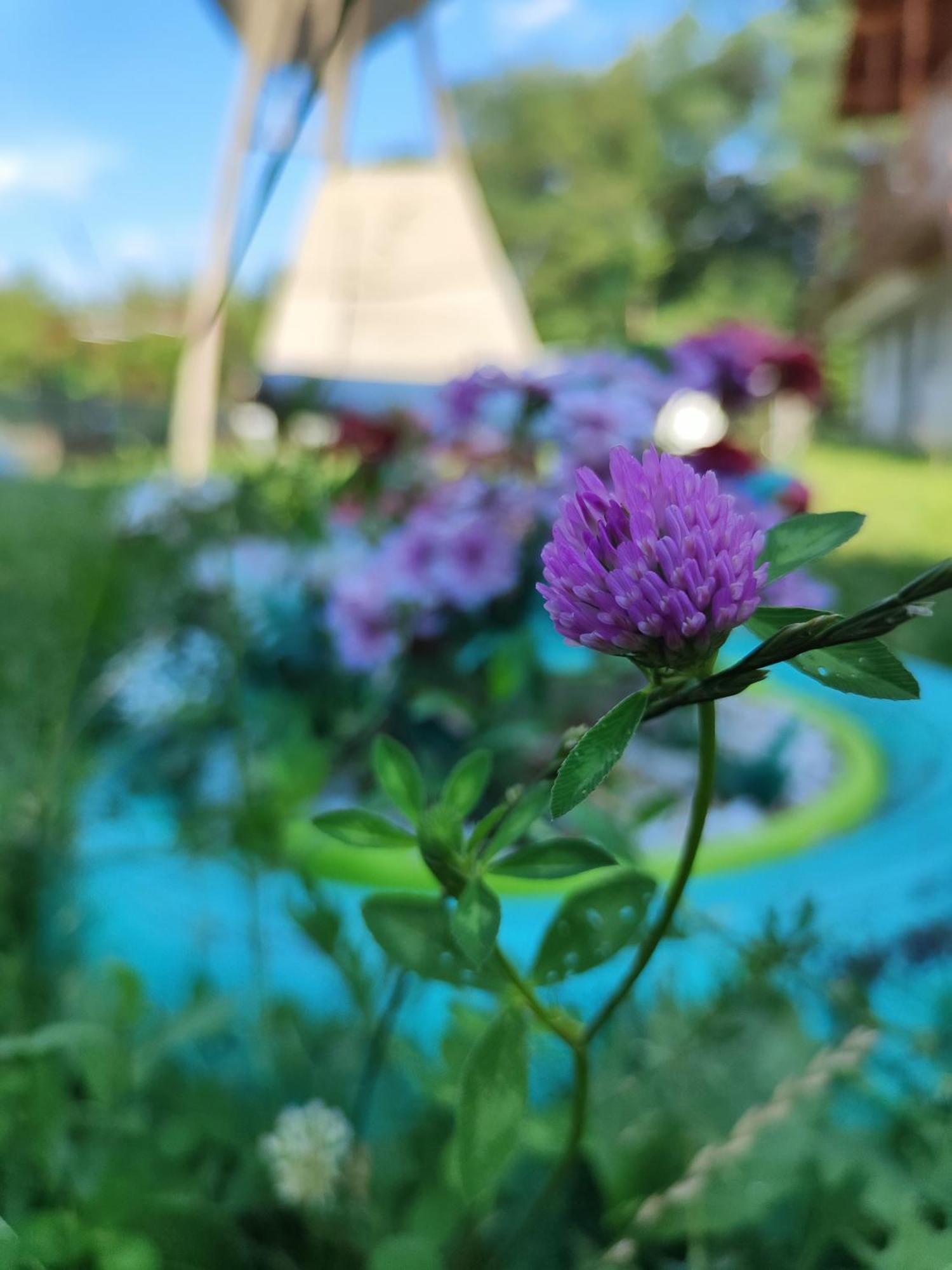 Guest house Happy Calimanesti