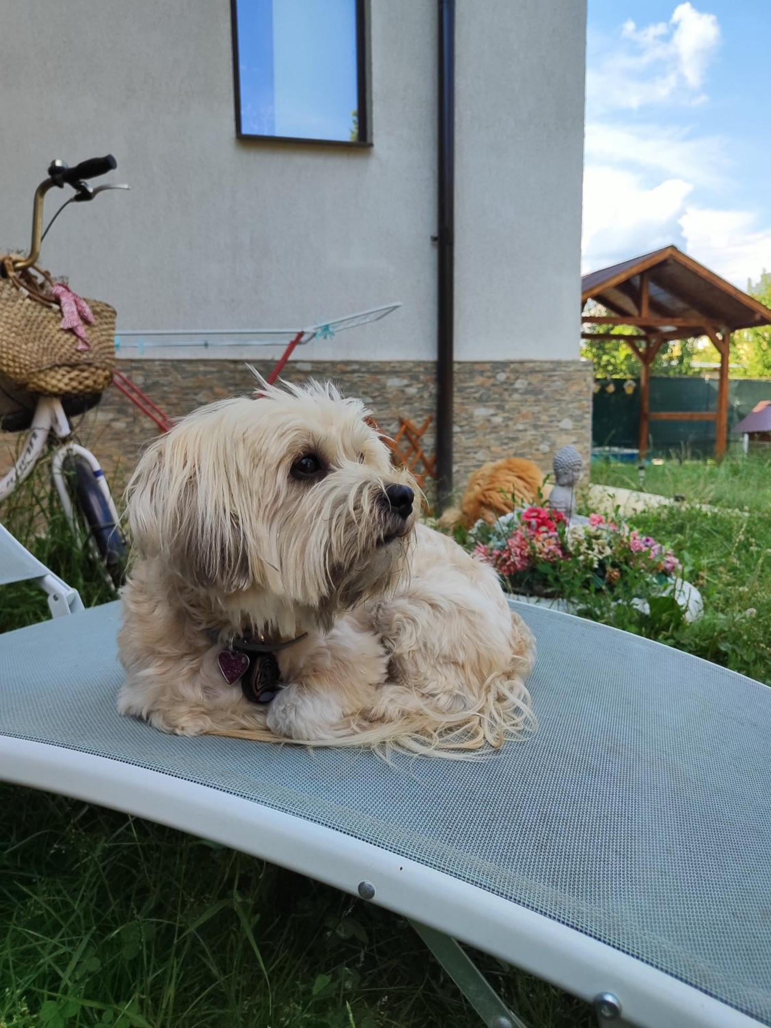 Guest house Happy Calimanesti
